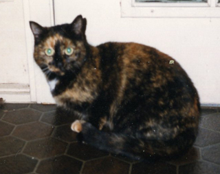 The Terrible Catsafterme » Blog Archive » Platoon Candyman